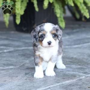 Sophie, Cavapoo Puppy
